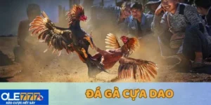 đá gà cựa dao