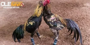 Đá gà thomo là gì?