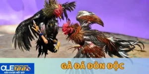 Gà đá đòn độc