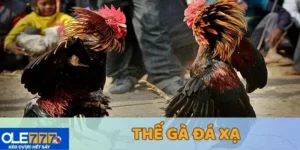 thế gà đá xạ