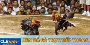 Xem đá gà cựa sắt thomo